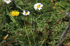 Luzula stenophylla