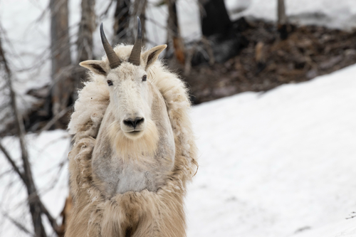 Mountain Goat photographed in Montana