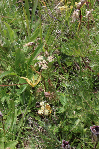 Image of Carum Caucasicum (Carum caucasicum) by (c) Dmitriy Bochkov, some rights reserved (CC BY)