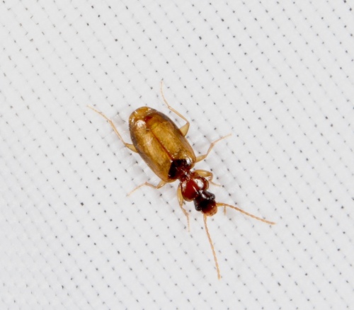 Axinopalpus fusciceps photo 3