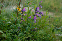 Nepeta sibirica