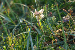 Pedicularis venusta