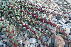 Blitum virgatum