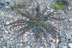 Blitum virgatum