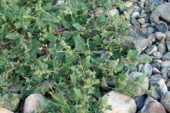 Atriplex sibirica