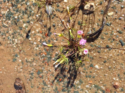 Image of Oxalis flava by (c) Adele SL, some rights reserved (CC BY)