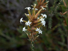Lysinema pentapetalum