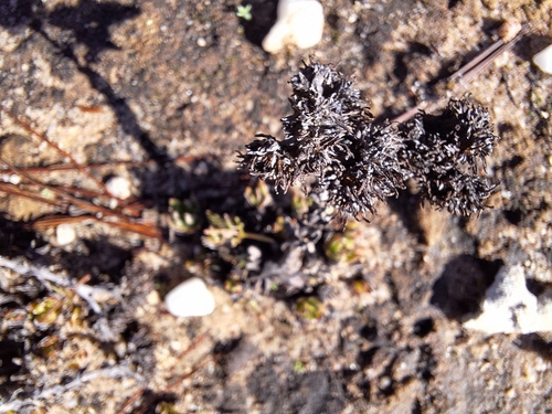 Image of Crassula alpestris by (c) Adele SL, some rights reserved (CC BY)