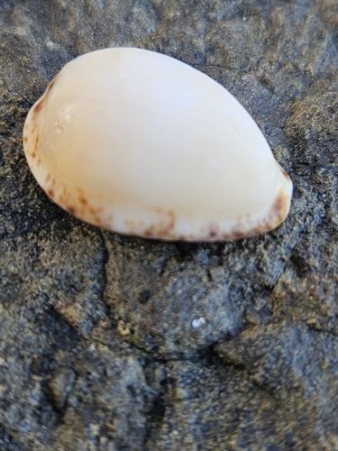 Notocypraea declivis observed 2025-04-15