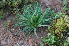 Ancathia igniaria