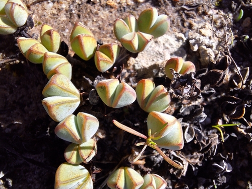 Image of Braunsia maximiliani by (c) Adele SL, some rights reserved (CC BY)