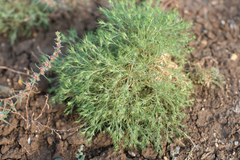 Ceratocarpus arenarius