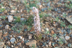 Orostachys thyrsiflora