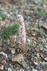 Orostachys thyrsiflora