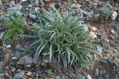 Ancathia igniaria