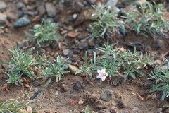 Convolvulus ammannii