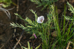 Convolvulus ammannii
