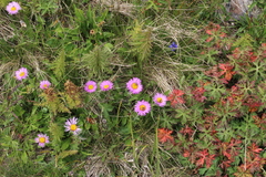 Erigeron caucasicus venustus