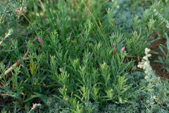 Convolvulus ammannii