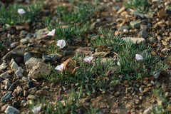 Convolvulus ammannii