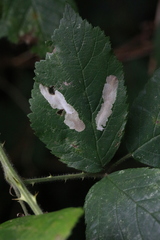 Coptotriche marginea