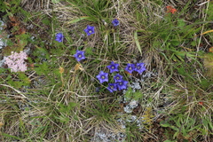 Gentiana dshimilensis