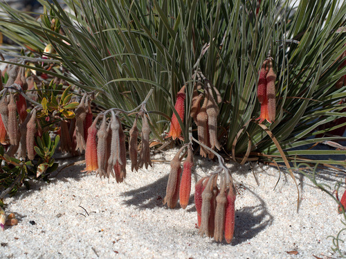 Blancoa canescens Lindl.