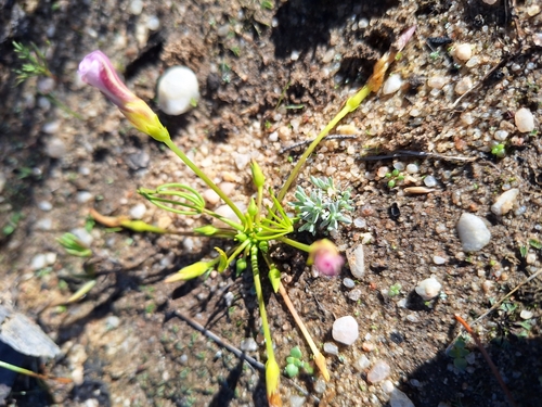 Image of Oxalis flava by (c) Adele SL, some rights reserved (CC BY)