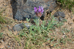 Astragalus laguroides