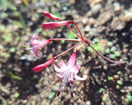 Strumaria watermeyeri
