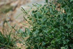 Chenopodium frutescens