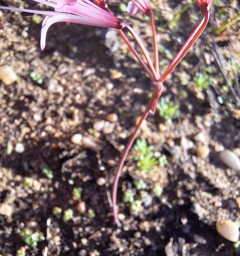 Strumaria watermeyeri