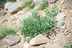 Chenopodium frutescens