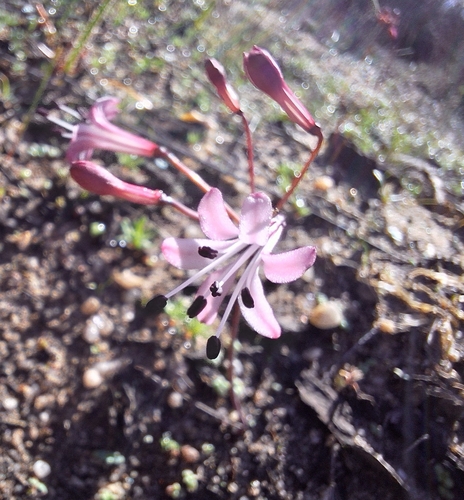 Strumaria watermeyeri