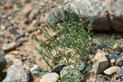 Anabasis brevifolia
