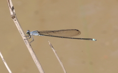 Pseudagrion jedda