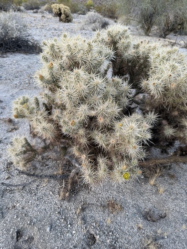 iNaturalist observation photo of Silver Cholla