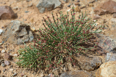 Anabasis brevifolia