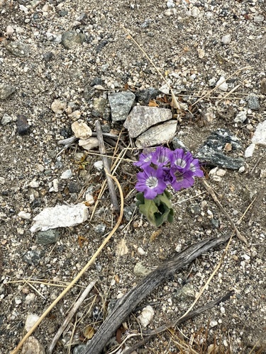 iNaturalist observation photo of Notch-leaf Scorpionweed