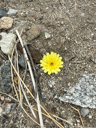 iNaturalist observation photo of desert dandelion