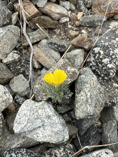 iNaturalist observation photo of goldpoppy