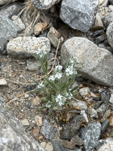iNaturalist observation photo of Annual Cryptanthas
