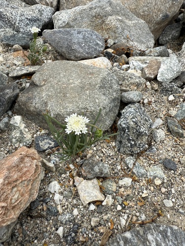 iNaturalist observation photo of Fremont's pincushion