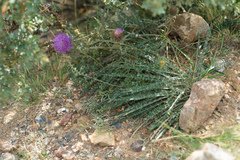 Ancathia igniaria