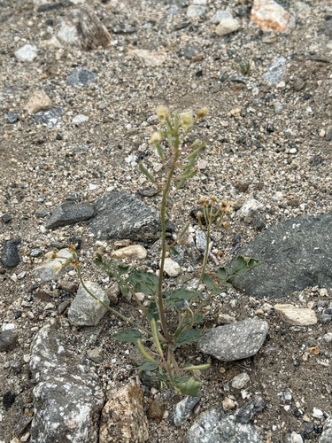 iNaturalist observation photo of Browneyes