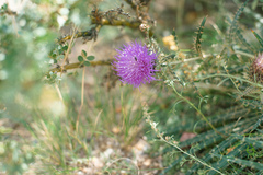 Ancathia igniaria