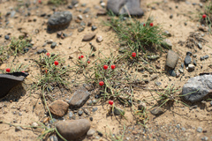 Ephedra dahurica