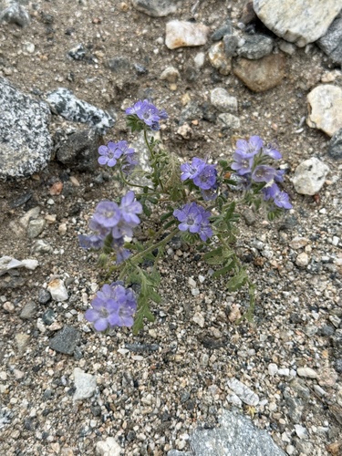 iNaturalist observation photo of distant phacelia
