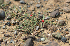 Ephedra dahurica