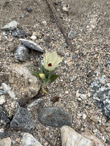 iNaturalist observation photo of ghost flower